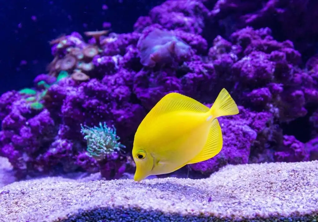 Dive into the Magic: Why an Aquarium is the Perfect Addition to Your Home