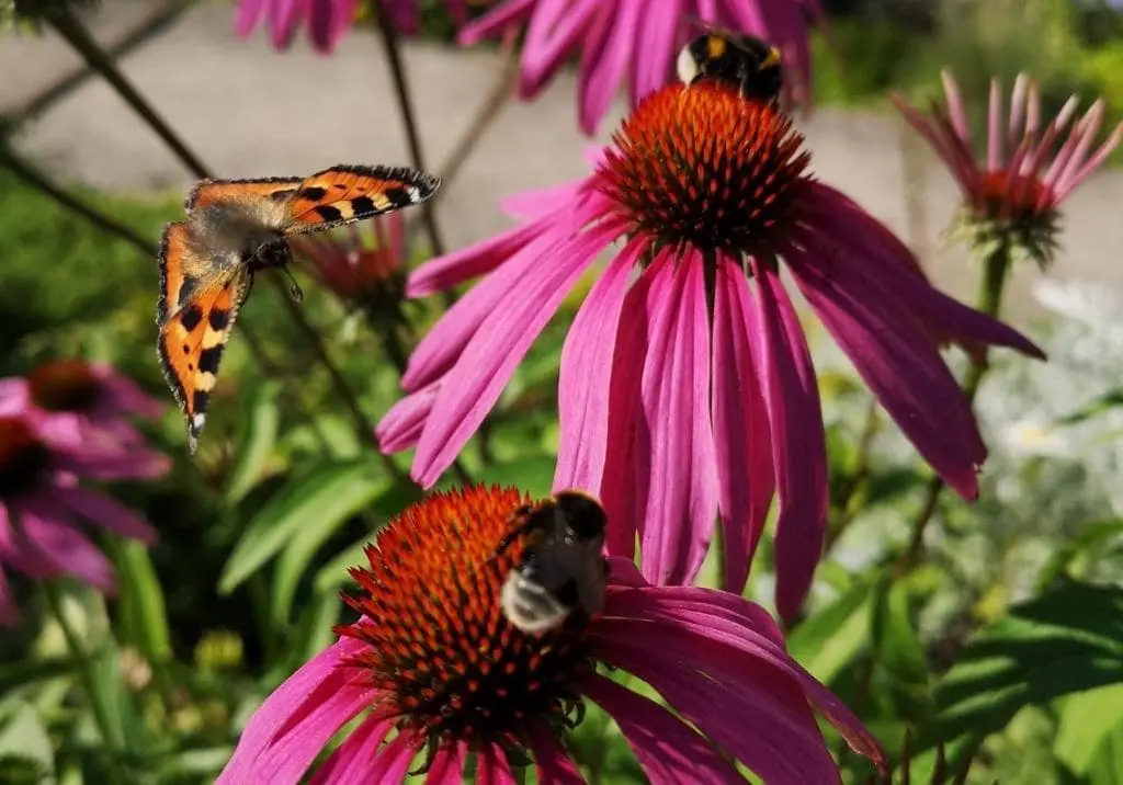 10 Creative Ways to Attract Bees and Butterflies to Your Garden