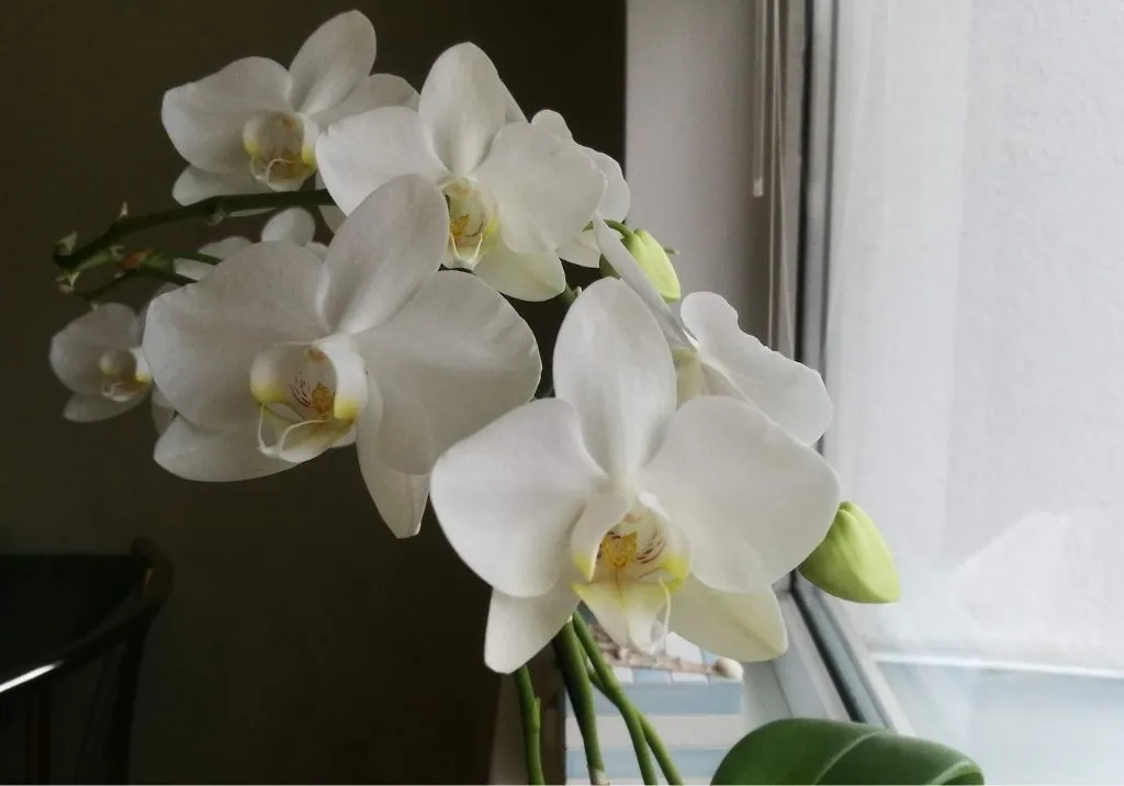 How to Take Care of an Orchid Plant: A Complete Guide to Thriving Orchids