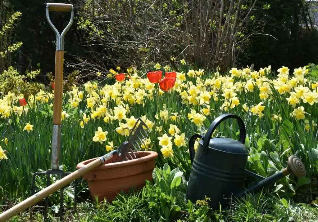 Essential Gardening Tools Every Beginner Needs