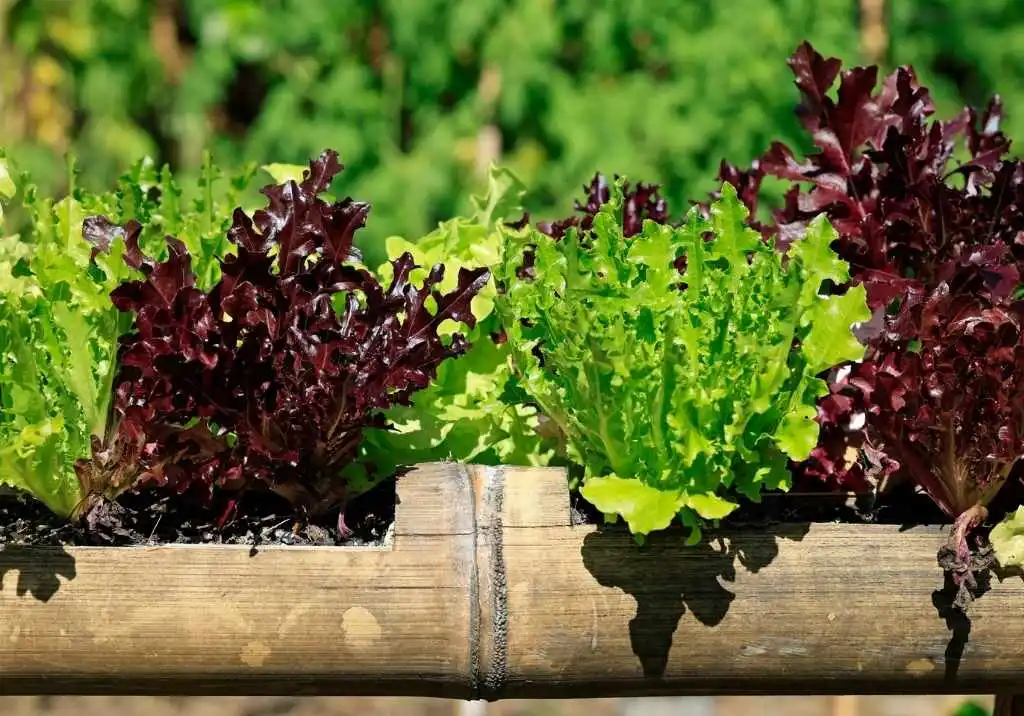 The Easiest Vegetables to Grow for Beginners