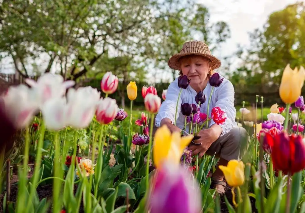 The Unsung Heroes of Home Decor: Tulips Take Center Stage