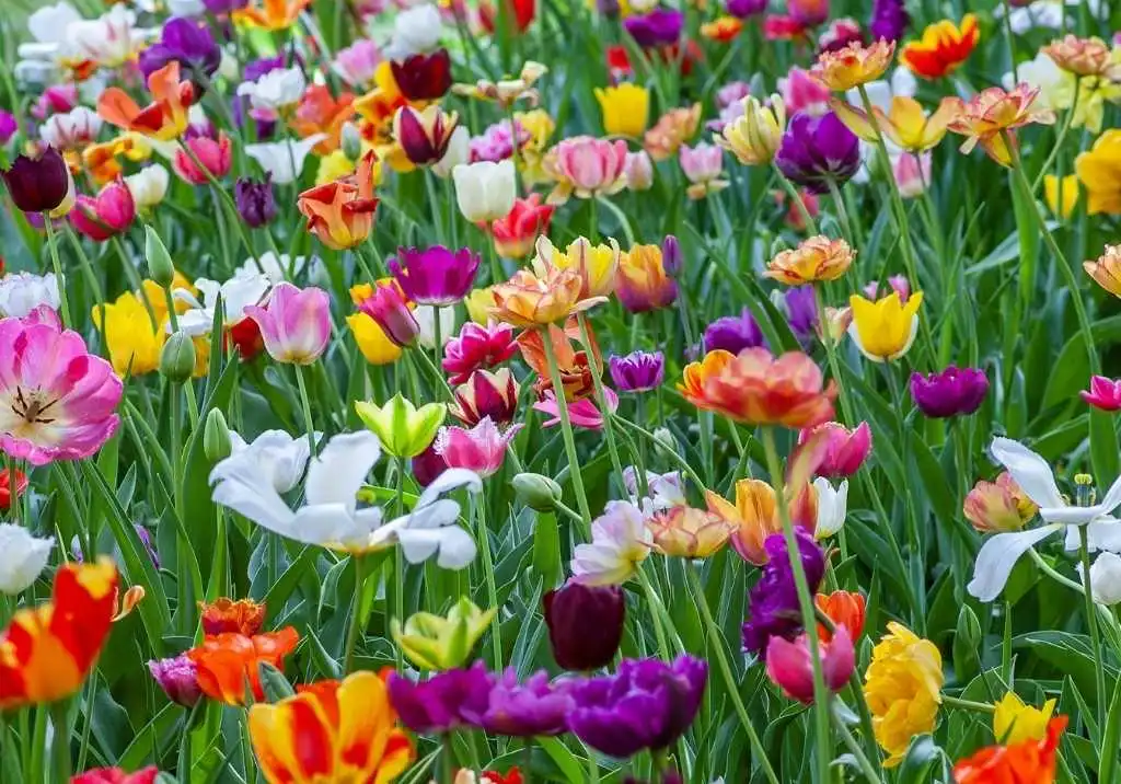 Spring into Bloom: The Best Flowers to Plant This Season