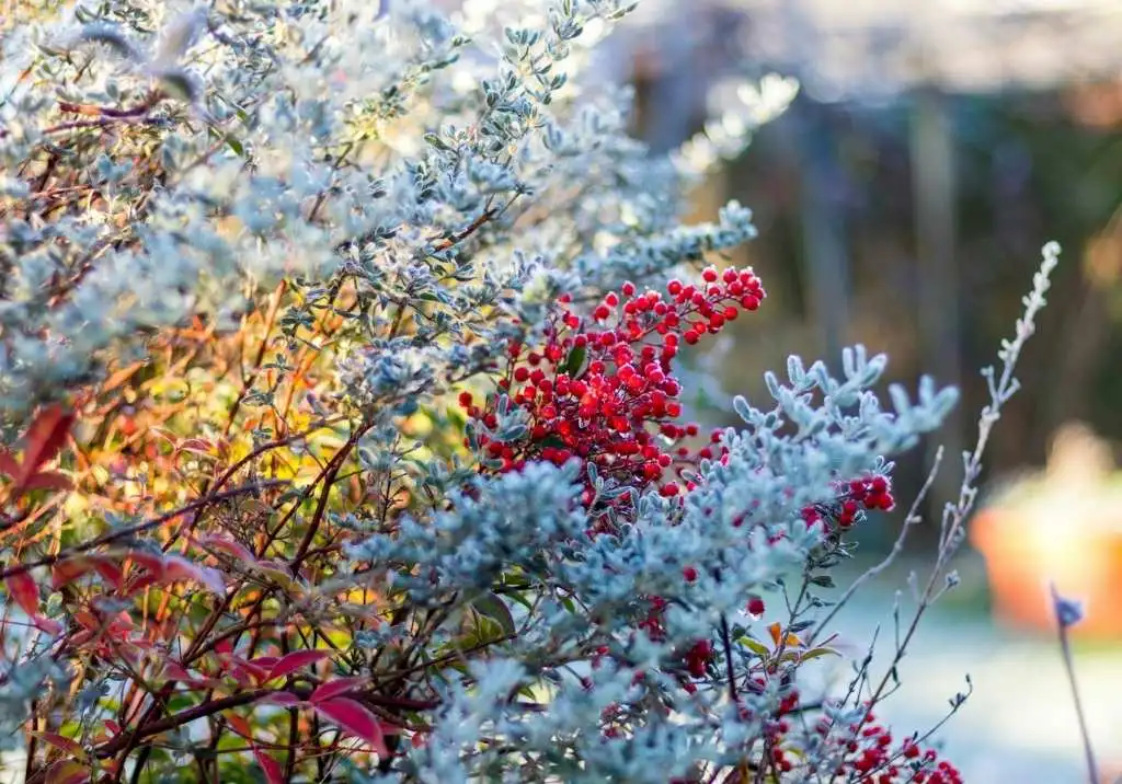 How to Prepare Your Garden for Winter: A Comprehensive Guide