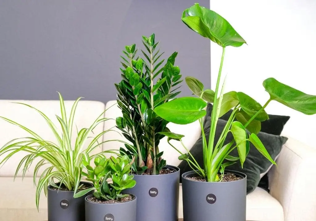 10 Magical Indoor Plants That Thrive on Neglect