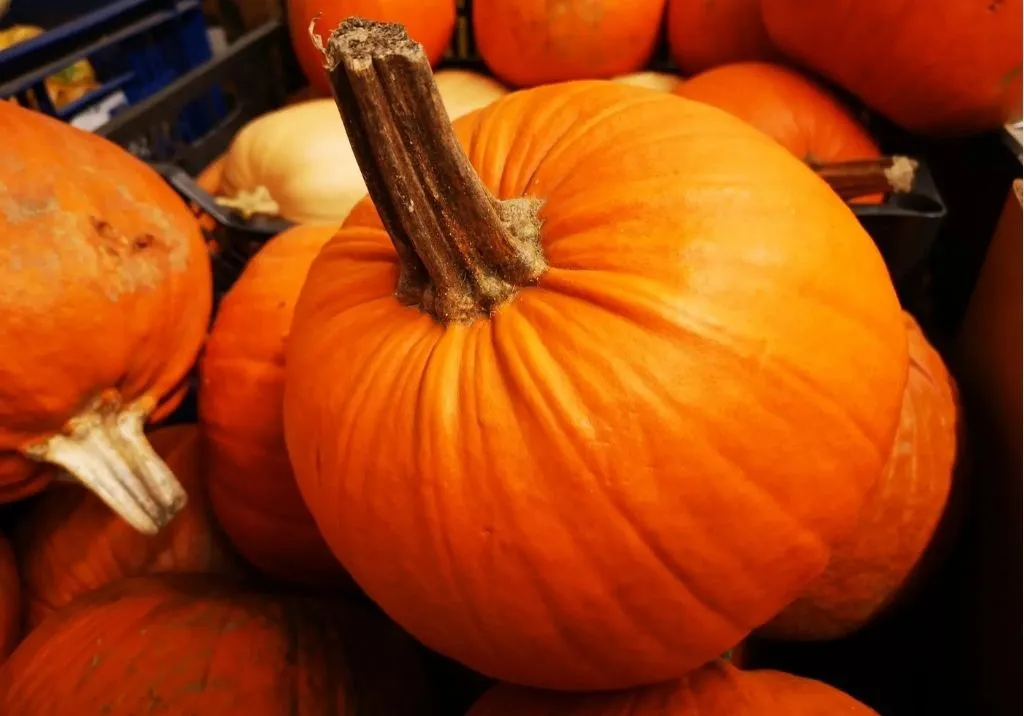 Pumpkin – The Flavours and Health Benefits of Fall