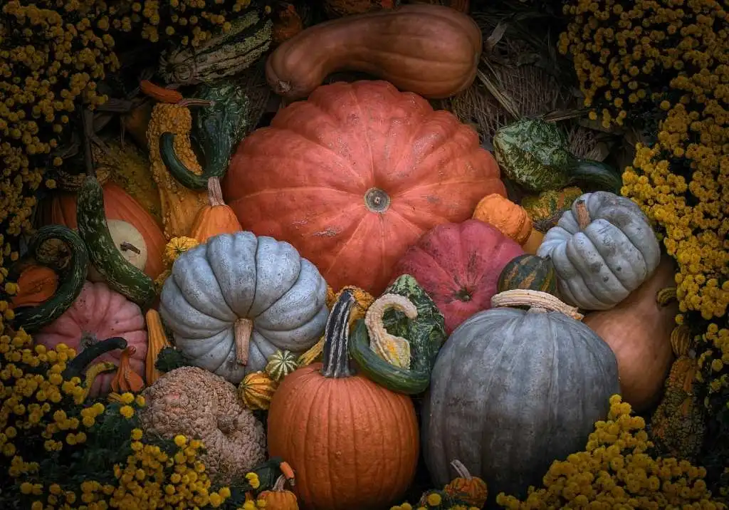 Are All Pumpkins Edible? A Guide to Choosing, Cooking, and Using Pumpkins