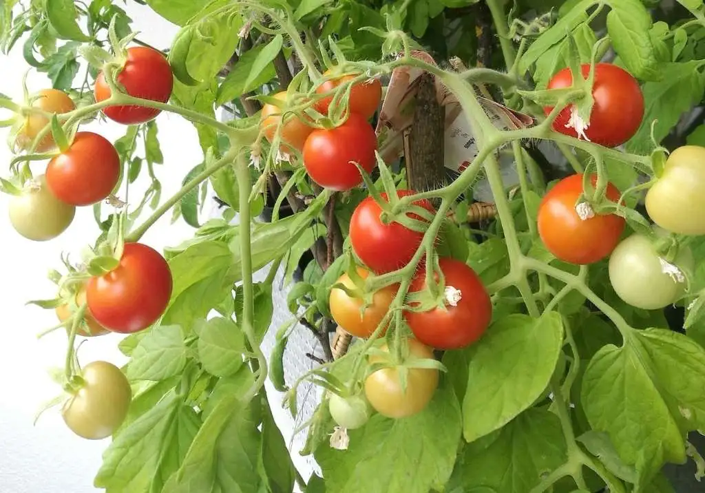 How to Grow Tomatoes Like a Pro: Tips and Tricks for Juicy Harvests