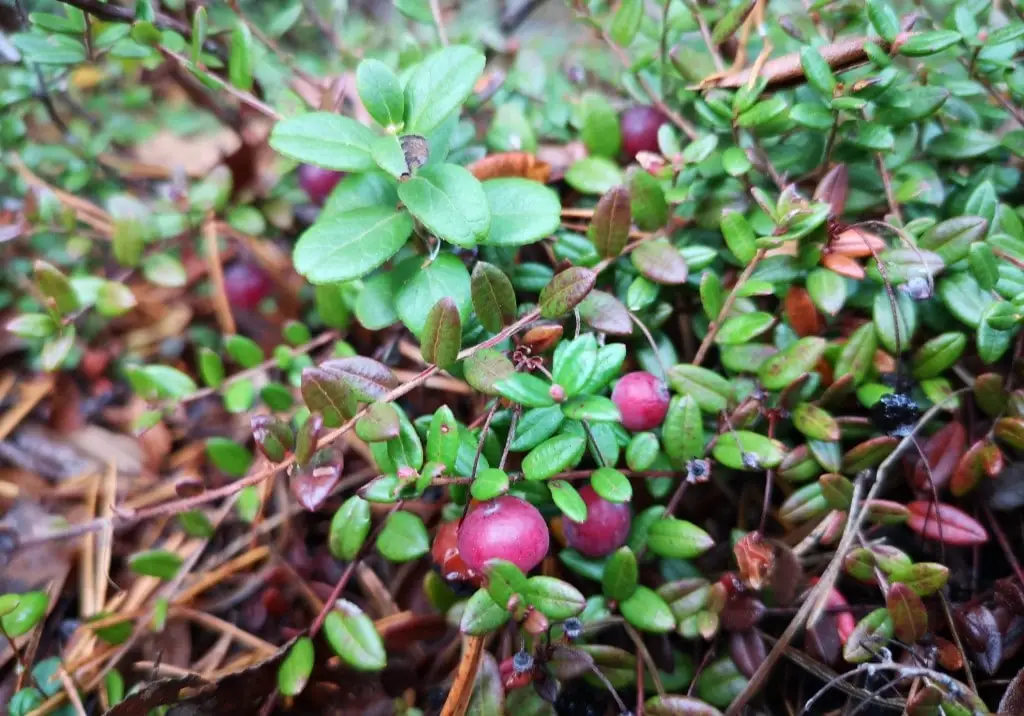 Why You Should Fall in Love with Cranberries This Season