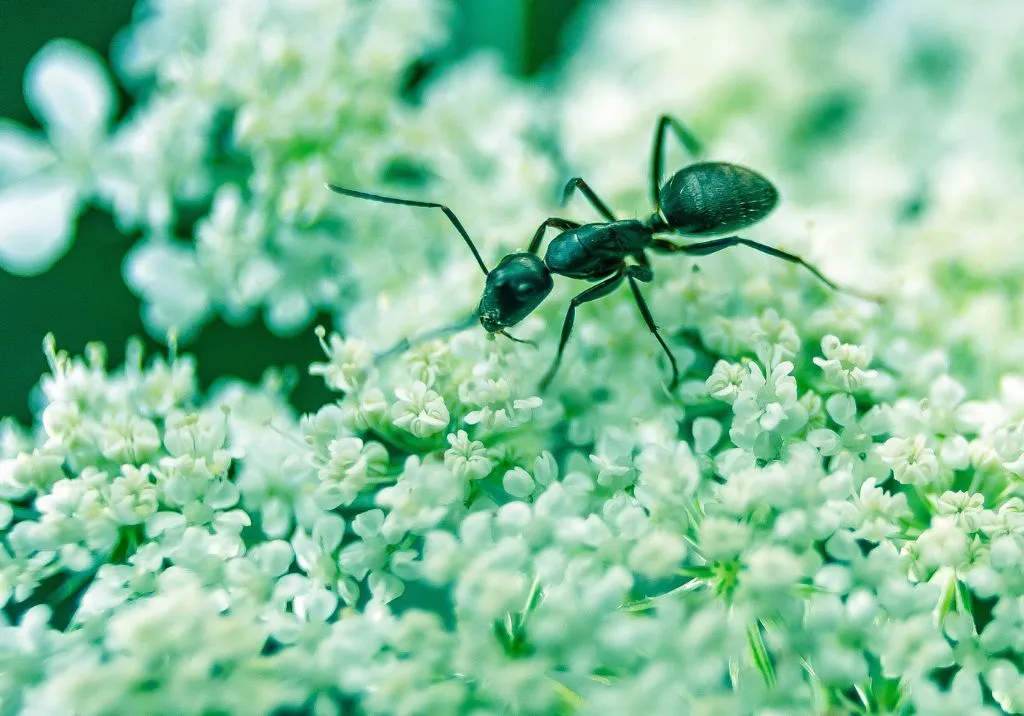 How to Keep Ants Away from Plants: Proven Tips and Natural Solutions