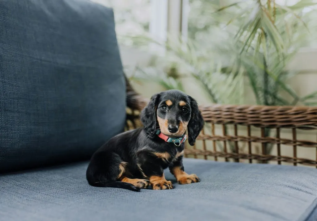 Welcome Home, Puppy! Transforming Your Space into a Puppy Paradise